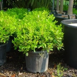 Australische Laurier (Pittosporum Tobira 'Nanum') -Essentie Groen Verkoop 20101221141255 8