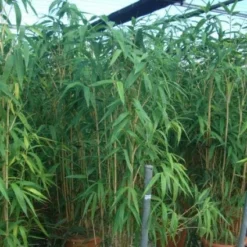 Bamboe (Pseudosasa Japonica) -Essentie Groen Verkoop 20101224133625 11