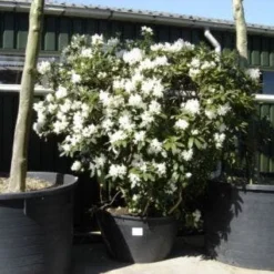 Rhododendron (Rhododendron 'Cunningham White') -Essentie Groen Verkoop 20101227172754 8