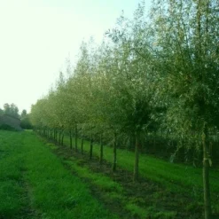 Knotwilg (Salix Alba) -Essentie Groen Verkoop 20101228131242 13