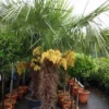Winterharde Palm (Trachycarpus Fortunei) -Essentie Groen Verkoop 20101231135147 14 1
