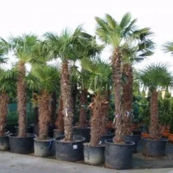 Winterharde Palm (Trachycarpus Fortunei) -Essentie Groen Verkoop 20101231135206 14 1