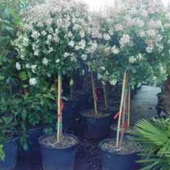 Sneeuwbal Op Stam (Viburnum Tinus 'Eve Price') -Essentie Groen Verkoop 20110102183216 4