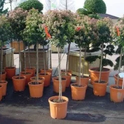 Sneeuwbal Op Stam (Viburnum Tinus 'Eve Price') -Essentie Groen Verkoop 20110102183229 4