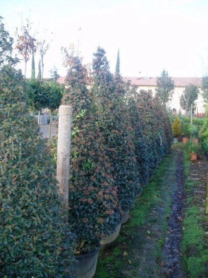 Sneeuwbal, Piramide (Viburnum Tinus 'Eve Price ') 3 Sneeuwbal, Piramide (Viburnum Tinus 'Eve Price ')