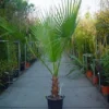 Washingtonia (Washingtonia Robusta) -Essentie Groen Verkoop 20110102190228 6