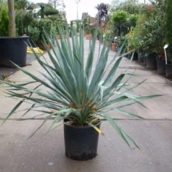 Palmlelie (Yucca Gloriosa)