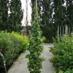 Sierkiwi (Actinidia Kolomikta) -Essentie Groen Verkoop 20110215154225 2 1
