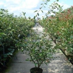 Krentenboom Als Struik (Amelanchier Lamarckii) -Essentie Groen Verkoop 20110215155125 13