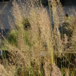 Diamantgras (Calamagrostis Brachytricha) -Essentie Groen Verkoop 20110705121329 1 1