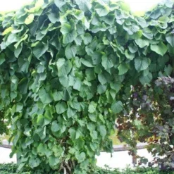 Duitse Pijp (Aristolochia Macropylla) -Essentie Groen Verkoop 20110731133730 3