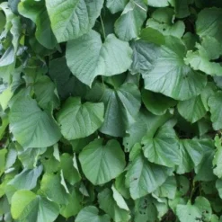 Duitse Pijp (Aristolochia Macropylla) -Essentie Groen Verkoop 20110731133748 3 1