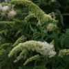 Vlinderstruik (Buddleja Davidii 'White Profusion') -Essentie Groen Verkoop 20110731134410 3 1