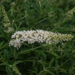 Vlinderstruik (Buddleja Davidii 'White Profusion') -Essentie Groen Verkoop 20110731134430 3 1