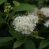 Spierstruik (Spiraea Japonica 'Albiflora')