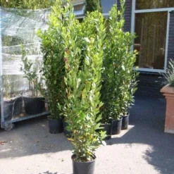 Echte Laurier (Laurus Nobilis) -Essentie Groen Verkoop 20110822165109 10