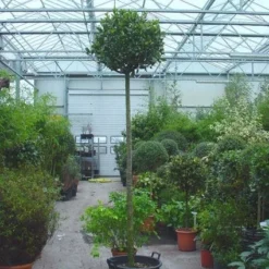 Echte Laurier Als Boom (Laurus Nobilis) -Essentie Groen Verkoop 20110822170548 6