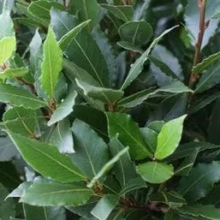 Echte Laurier Op Stam (Laurus Nobilis) -Essentie Groen Verkoop 20110822170724 4