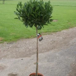 Echte Laurier Op Stam (Laurus Nobilis) -Essentie Groen Verkoop 20110822170745 4