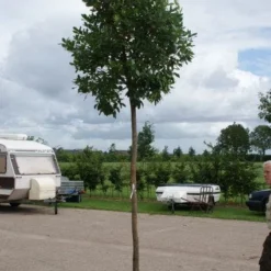 Aardbeiboom (Arbutus Unedo) -Essentie Groen Verkoop 20110822171531 4