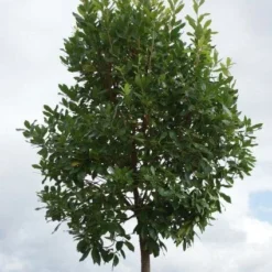 Essentie Groen Verkoop -Essentie Groen Verkoop 20110822171550 4