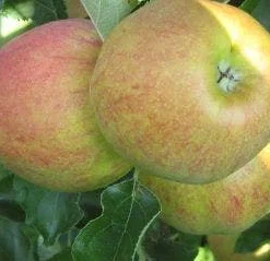 Appelboom (Malus Domestica 'Elstar') -Essentie Groen Verkoop 20110905154809 6