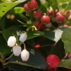 Bergthee / Patrijzenbes (Gaultheria Procumbens) -Essentie Groen Verkoop 20111029153448 2