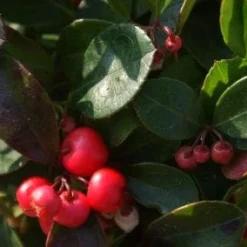 Bergthee / Patrijzenbes (Gaultheria Procumbens) -Essentie Groen Verkoop 20111029153507 2
