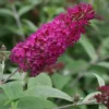 Vlinderstruik (Buddleja 'Miss Ruby') -Essentie Groen Verkoop 20120123135252 1