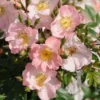Miniklimroos (Rosa 'Open Arms') -Essentie Groen Verkoop 20120207105027 1 1