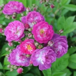 Miniklimroos (Rosa 'Perennial Blue') -Essentie Groen Verkoop 20120207105111 1