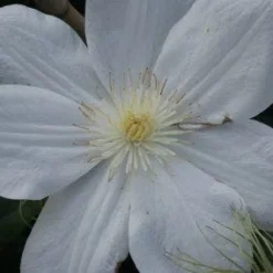 Bosrank (Clematis 'Madame Le Coultre') -Essentie Groen Verkoop 20120211110333 1 1