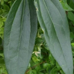 Bosrank, Groenblijvend (Clematis Armandii) -Essentie Groen Verkoop 20120211132337 5