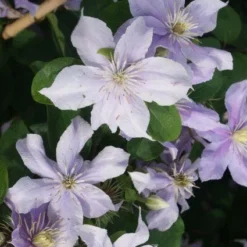 Bosrank (Clematis 'Justa') -Essentie Groen Verkoop 20120211142234 1 2