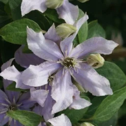 Bosrank (Clematis 'Justa') -Essentie Groen Verkoop 20120211142323 1 2