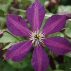Bosrank (Clematis 'Mikelite') -Essentie Groen Verkoop 20120211142737 1 2