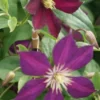 Bosrank (Clematis 'Mikelite') -Essentie Groen Verkoop 20120211142757 1 1
