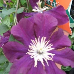 Bosrank (Clematis Viticella) -Essentie Groen Verkoop 20120211151041 1