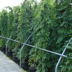 Blauwe Regen (Wisteria Sinensis) -Essentie Groen Verkoop 20120213094040 13