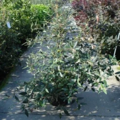 Sneeuwbal (Viburnum Bodnantense 'Dawn') -Essentie Groen Verkoop 20120213095450 1