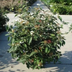 Sneeuwbal (Viburnum Plicatum 'Watanabe') -Essentie Groen Verkoop 20120213095627 8