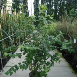 Sneeuwbal (Viburnum Opulus 'Roseum') -Essentie Groen Verkoop 20120213095949 9