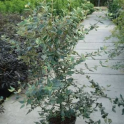 Sneeuwbal (Viburnum Burkwoodii) -Essentie Groen Verkoop 20120213100608 14