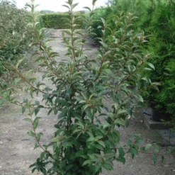 Sneeuwbal (Viburnum Bodnantense 'Charles Lamont') -Essentie Groen Verkoop 20120213100726 4