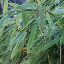 Niet Woekerende Bamboe (Fargesia Murieliae 'Bimbo') -Essentie Groen Verkoop 20120213125441 4 1