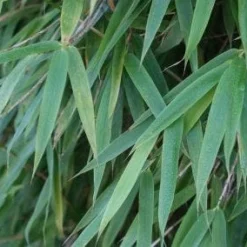 Niet Woekerende Bamboe (Fargesia 'Great Wall') -Essentie Groen Verkoop 20120213125547 7 1