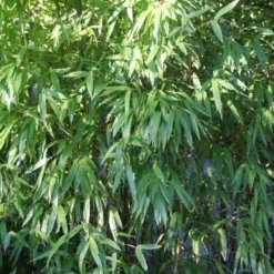 Niet Woekerende Bamboe (Fargesia 'Great Wall') -Essentie Groen Verkoop 20120213125631 7