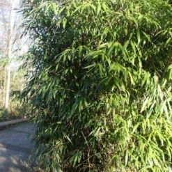 Bamboe (Phyllostachys Aurea) -Essentie Groen Verkoop 20120213125900 13
