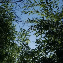 Bamboe (Phyllostachys Aurea) -Essentie Groen Verkoop 20120213125929 13