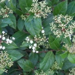 Groenblijvende Sneeuwbal (Viburnum Tinus 'Eve Price') -Essentie Groen Verkoop 20120213144628 50 10 1